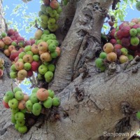 Ficus racemosa L.